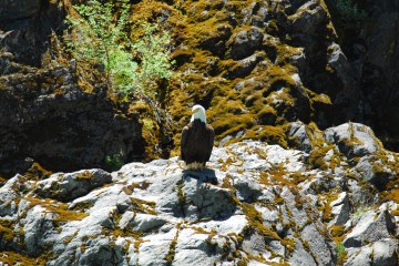 A bald eagle overlooks Pigeon Point Run
